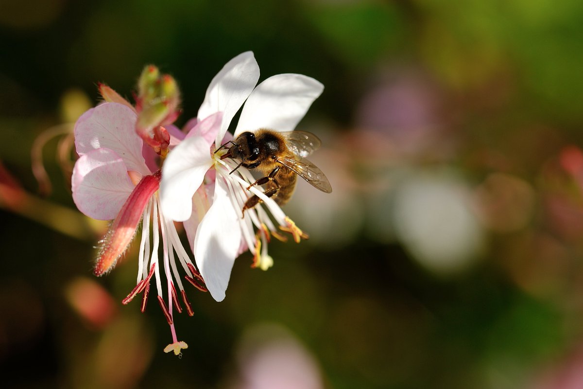 Le_Museum's tweet photo. #SciencesParticipatives 🐝 | Porté par @VigieNature, #Spipoll permet à chacun de faire avancer la #recherche sur les pollinisateurs et autres insectes floricoles. Les photos postées ont révélé des résultats scientifiques surprenants ! Découvrez-les 👉  https://t.co/kFRrHft0FM https://t.co/P88LMwwLZm