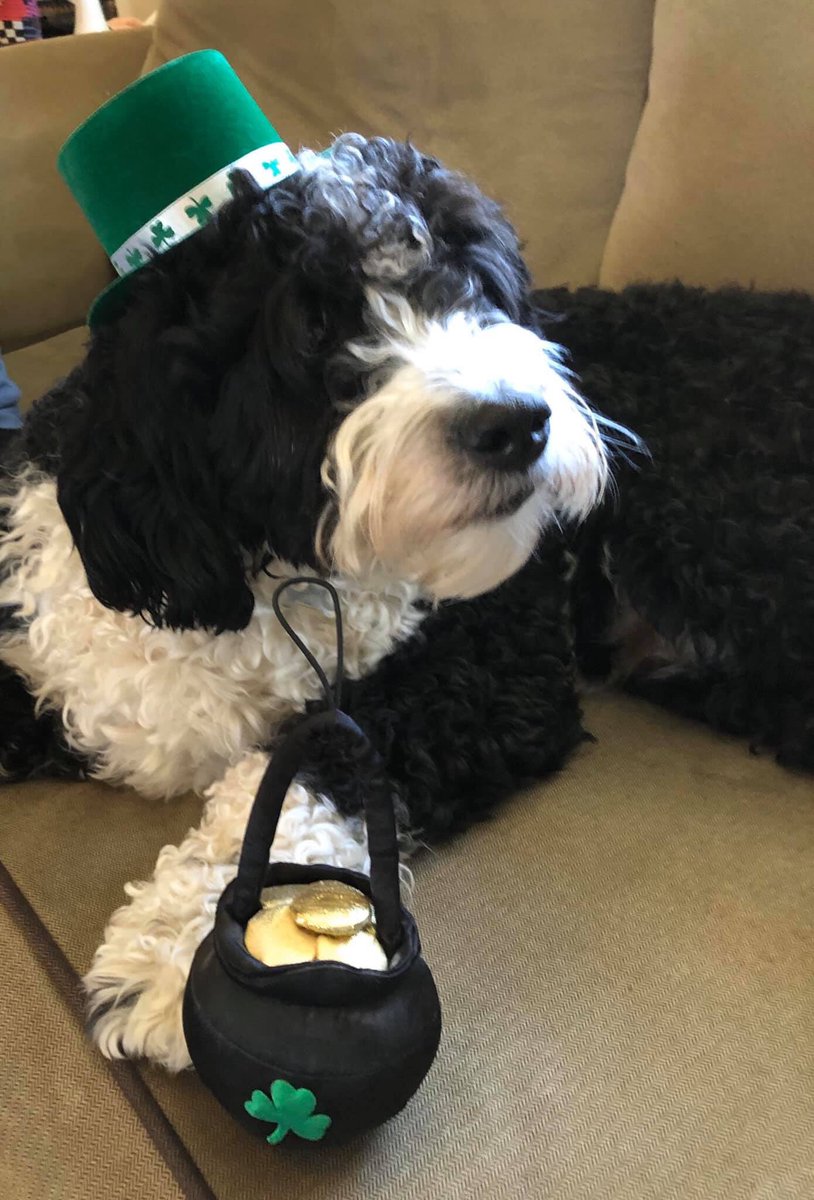 Luca Brasi wearing vintage @buildabear St. Patrick’s Day fashion! #LuckOTheIrish