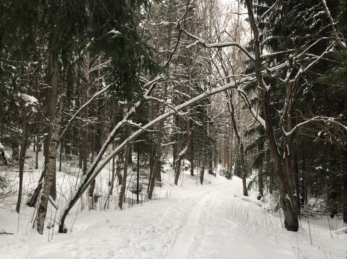 これは真冬のフィンランドの森 