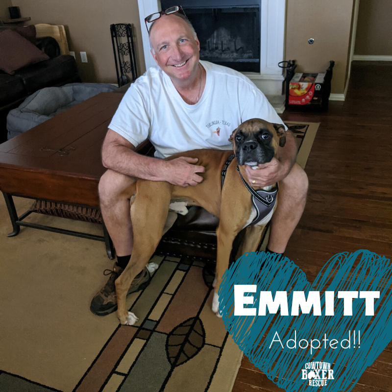 CowtownBoxerRes's tweet photo. ADOPTION CELEBRATION: Congratulations to Emmitt for finding his forever home! It was love at first sight and Emmitt is now settling for a lifetime of love and attention and snuggles and kisses. Way to go Emmitt! #CBRAlumniEmmitt #AnotherHappyFamily https://t.co/c6SKJSG81Y
