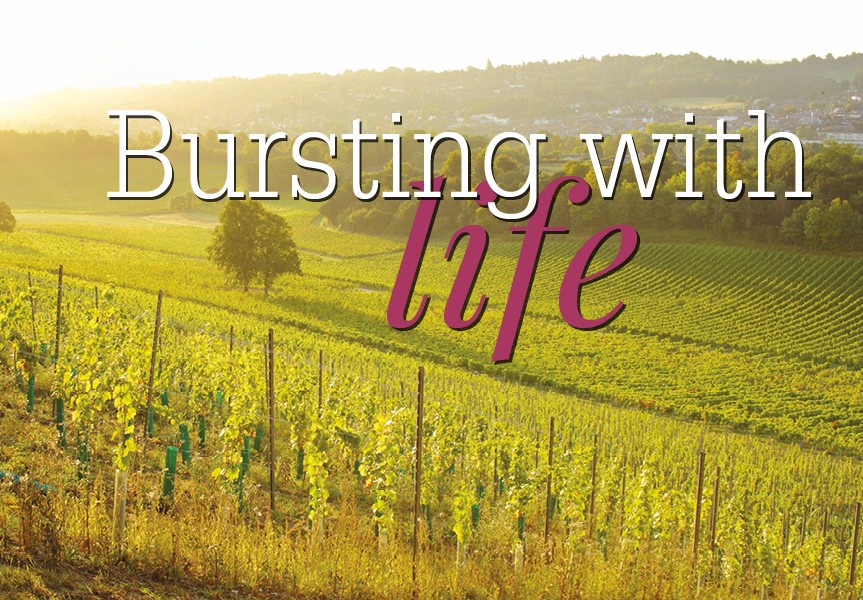 🍷The number of vineyards in the past 3 years has doubled.

Growth is predicted to grow exponentially. Learn what the experts had to say in this feature: 

luxurybbmag.co.uk/bursting-with-…

<a href="/wstauk/">WSTA</a> 
<a href="/TinwoodWines/">Tinwood Estate Wines</a> 
<a href="/WineCellarDoor/">Wine Cellar Door</a>
<a href="/Wine_GB/">Wines of Great Britain</a> 
<a href="/VisitBritain/">VisitBritain 🇬🇧</a> 
<a href="/thecoralroom/">The Coral Room</a>