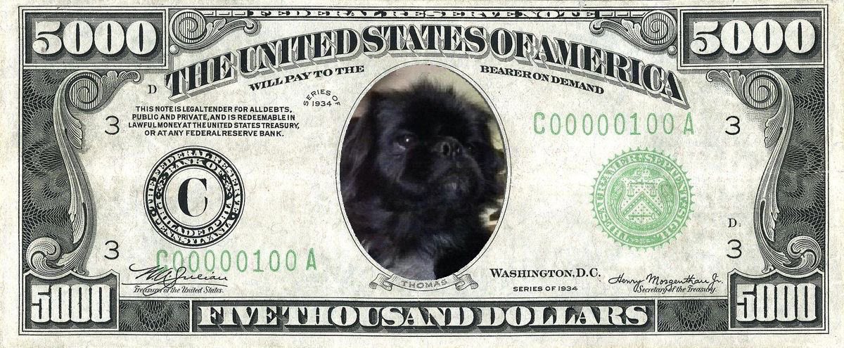 PekeTales's tweet photo. Tom is as rare as this $5000 bill. What a perfect way to note #USPaperMoneyDay (see what I did there?) #Pekingese #funnydog #funny #caption #barkpost #memes https://t.co/dKYirAjQa1