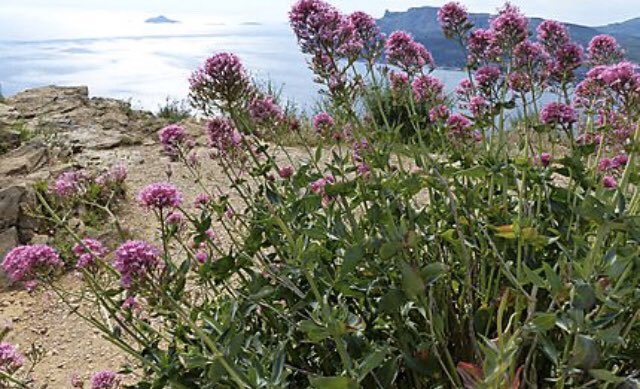 ALLINMARSEILLE1's tweet photo. #allinmarseilleprovence #toursprives #provence #tourisme Le Printemps arrive, réservez votre tours pour découvrir l’éveil de la saison https://t.co/tas8rvPg2J