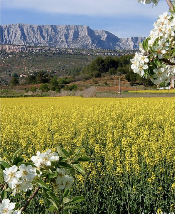 ALLINMARSEILLE1's tweet photo. #allinmarseilleprovence #toursprives #provence #tourisme Le Printemps arrive, réservez votre tours pour découvrir l’éveil de la saison https://t.co/tas8rvPg2J