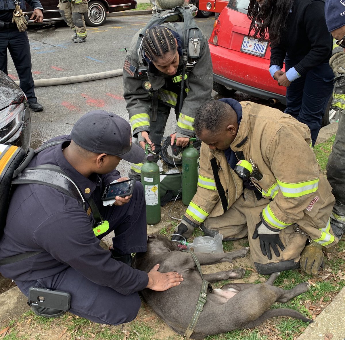 IAFF36's tweet photo. We are learning that members were able to rescue ‘Diesel’ from the fire on Staples St NE and is doing good- currently on the way to the Vet to make sure!   We love our 4 legged friends and anytime we can help them!  Get better Diesel and then visit us for some treats soon! https://t.co/xVuoBk9KJX