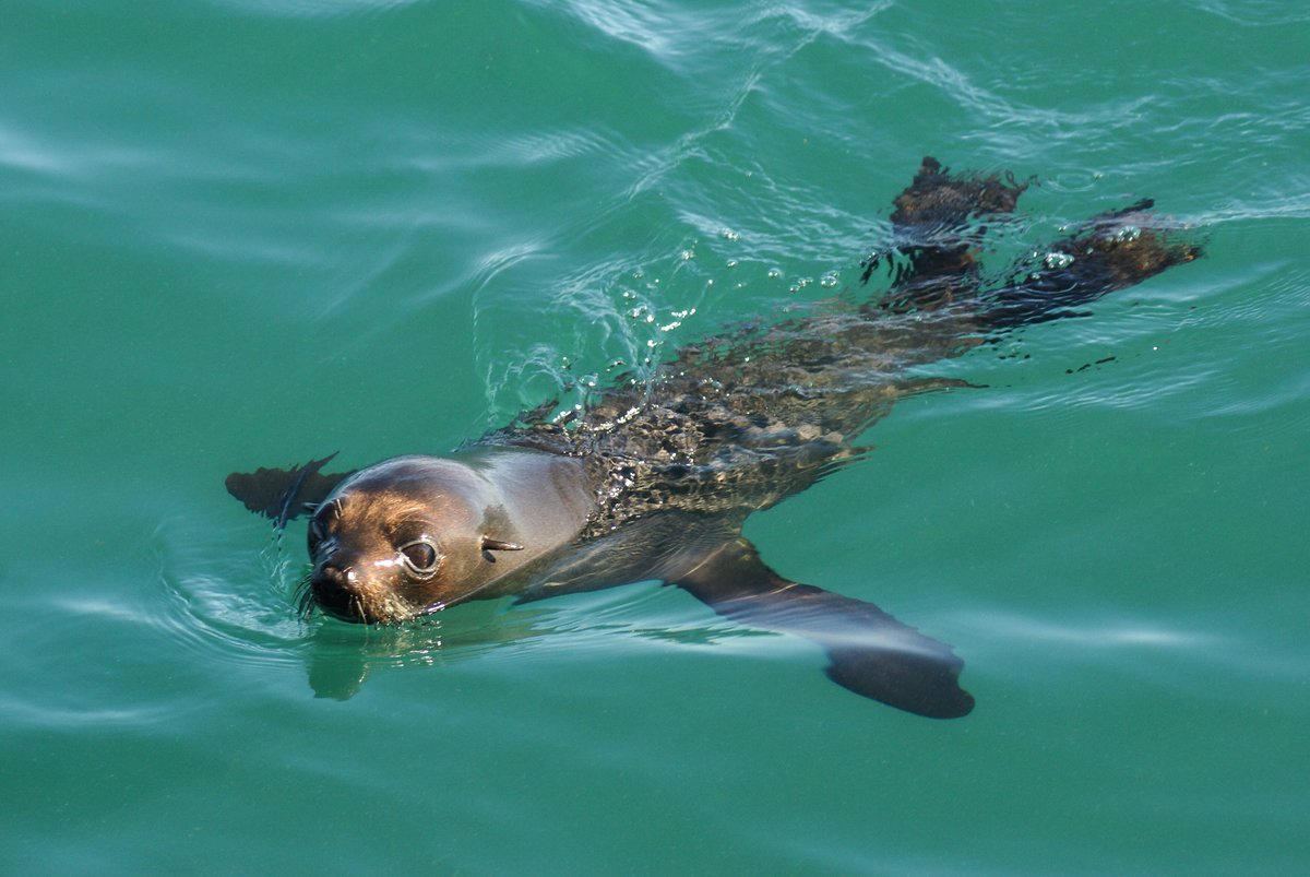 SAFE60378763's tweet photo. Linear was a patient in the TMMC. He was entangled and was there for 8 days, but thankfully released on 10/14/18. #SAFE #Help https://t.co/4kigTRQCUV