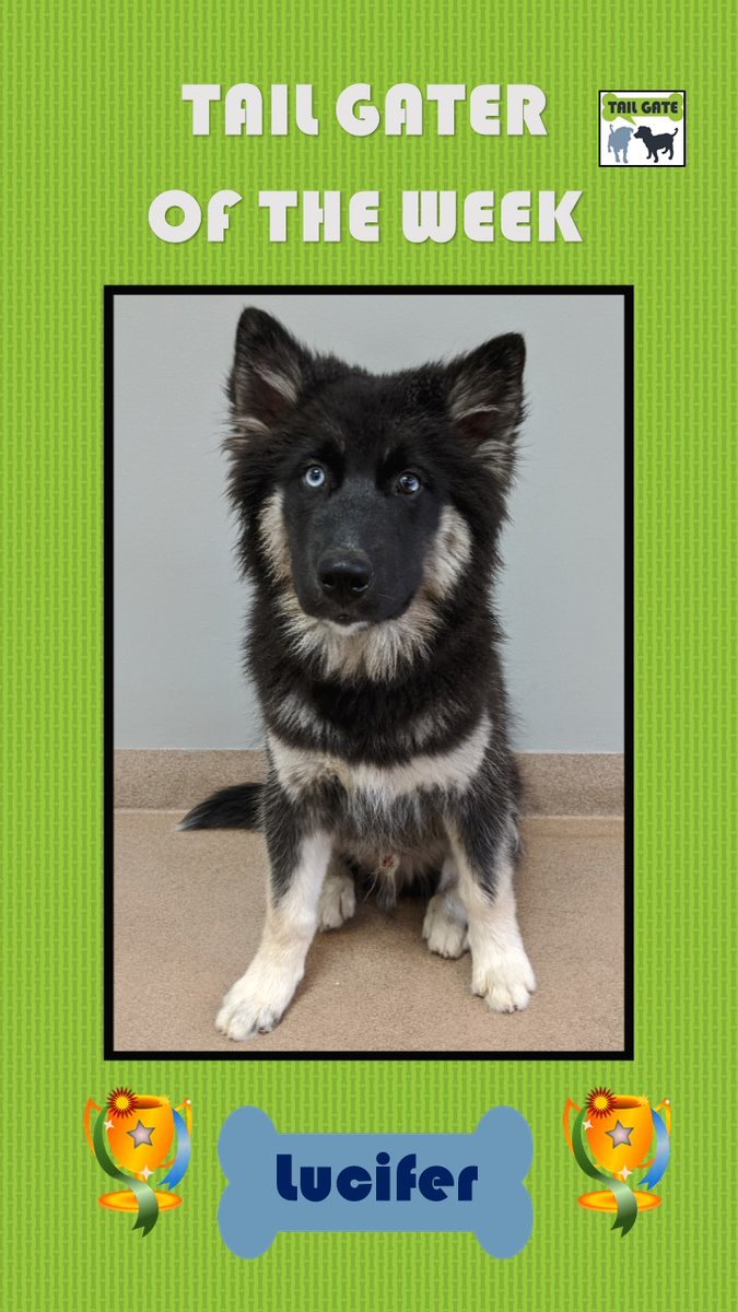 TailGateForDogs's tweet photo. Please join us in congratulating this week's Tail Gater of the Week, LUCIFER! Lucifer is a very playful and energetic 4 month old Husky who is always excited to party with his friends Duke, Sassie, Cooper and his girlfriend, Kiwi! #tailgatefordogs #TGOTW #lucifer #husky #happyboy https://t.co/PZmAGe0CCV