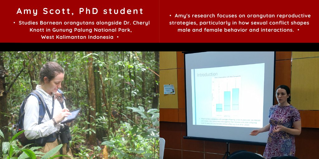 Meet Amy Scott, a PhD student in Biological Anthropology. Amy works closely with Dr. Cheryl Knott, studying orangutans in Indonesia! #TerrierTuesdays #ProudtoBU #BUGivingDay