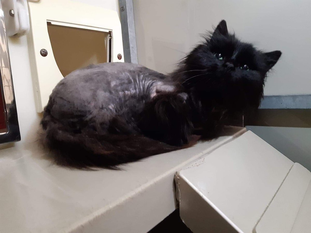ScottishSPCA's tweet photo. 🐾Can you help us trace the owners of these animals found as strays?
Male cat found 7 March in #Tyrie area of #Fraserburgh
Female cat found 7 March in #Banknock #Bonnybridge
Pigeon found 29 Feb in #Newton Stewart area
Male cat found 5 March #Clydebank
👉🏻03000 999 999 https://t.co/39l9e0TWQQ