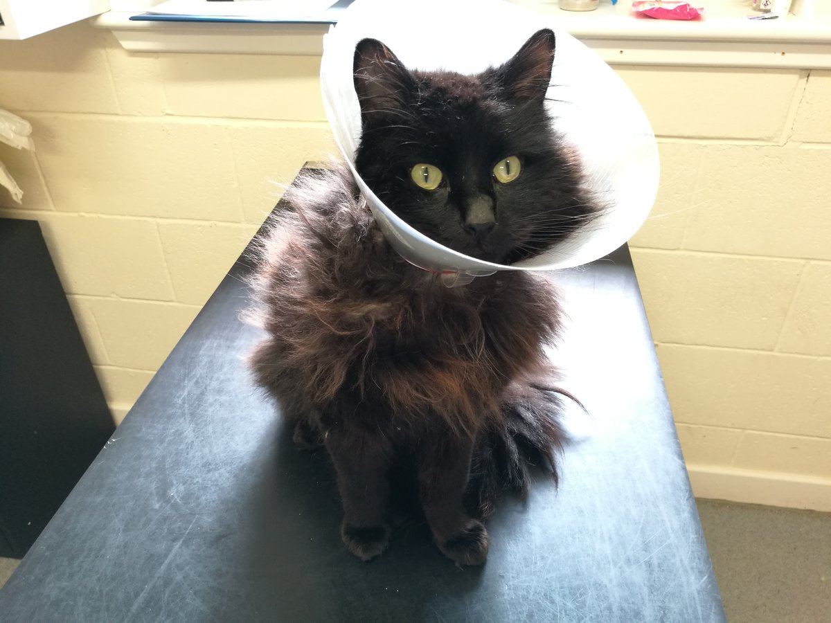 ScottishSPCA's tweet photo. 🐾Can you help us trace the owners of these animals found as strays?
Male cat found 7 March in #Tyrie area of #Fraserburgh
Female cat found 7 March in #Banknock #Bonnybridge
Pigeon found 29 Feb in #Newton Stewart area
Male cat found 5 March #Clydebank
👉🏻03000 999 999 https://t.co/39l9e0TWQQ