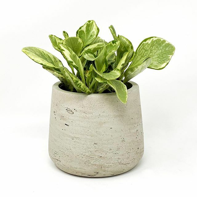desk_plants's tweet photo. Their friends call them the Baby Rubber Plant, but the Peperomia Obtusifolia Marble is actually a relative of the black peppercorn!🌱🖤 Native to the rainforests of South America, the Peperomia is a low-maintenance plant that’s easy to spot with its light green and white gloss… https://t.co/D2B1DBgkB2