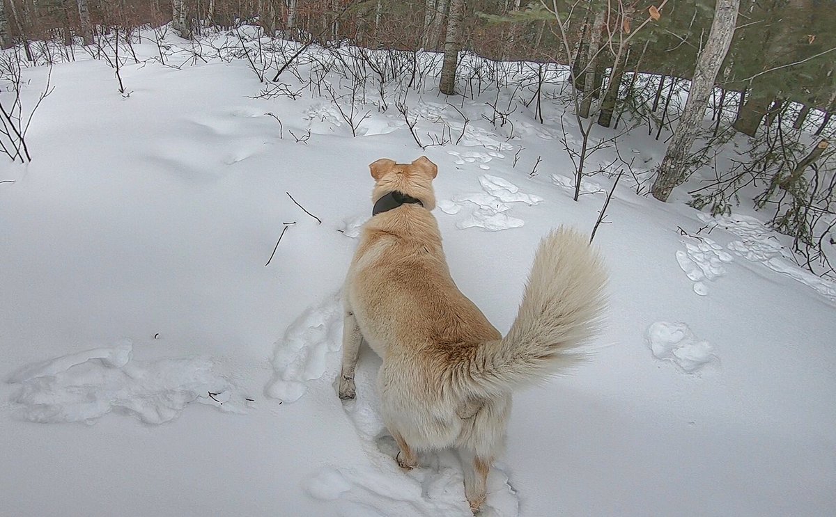 kobi_and_angie's tweet photo. Hunting wabbits. Donโt worry, she didnโt catch any. #rabbittracks https://t.co/an8v1WJJ1O
