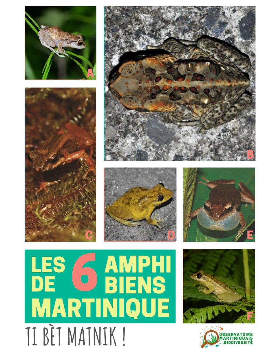 BiodiversiteMq's tweet photo. Les chants des 6 amphibiens de Martinique !
https://t.co/B6XWQrBARl
#Martinique #Biodiversité #Nature https://t.co/NUiuRQfaiS