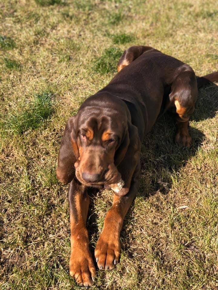 What a difference a day makes.....

Yesterday....relaxing chewing on a bone.....

Today....... hard at work!!!!

Officer Blue has a ruff life 🙂