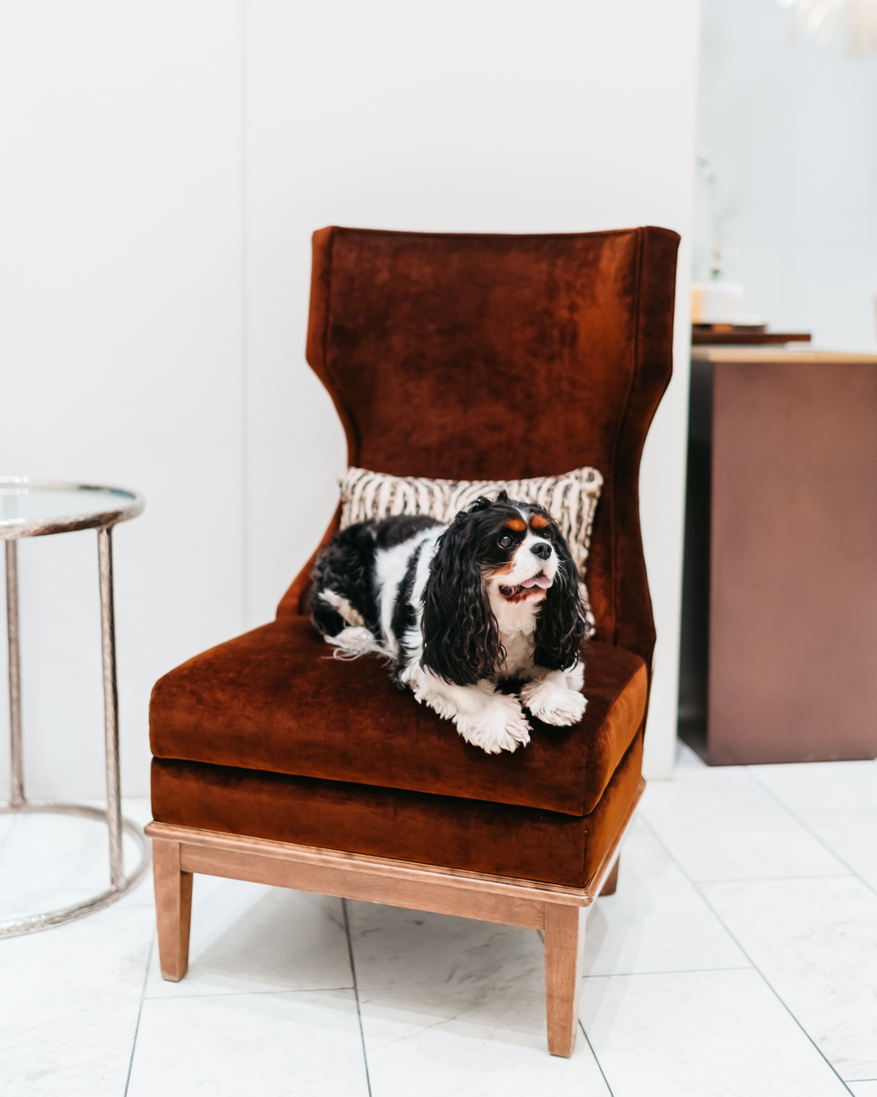 We'll pamper your pets as much as we pamper you (maybe even more). 🐶

Our pet friendly policy allows your best four-legged friend to stay with you and pamper them with unique amenities designed specifically for them.

Learn more: fairmont.com/hotel-vancouve…