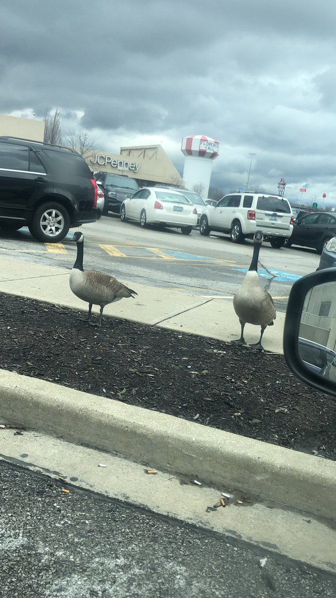 CoachSmiley29's tweet photo. I’ve heard stories about stuff like this, but today I was viciously attacked while trying to get into my car. Blessed to be alive and not injured. I managed to get a picture of my attacker. #Survivor #DemonAnimals https://t.co/AT4NuxPdk2