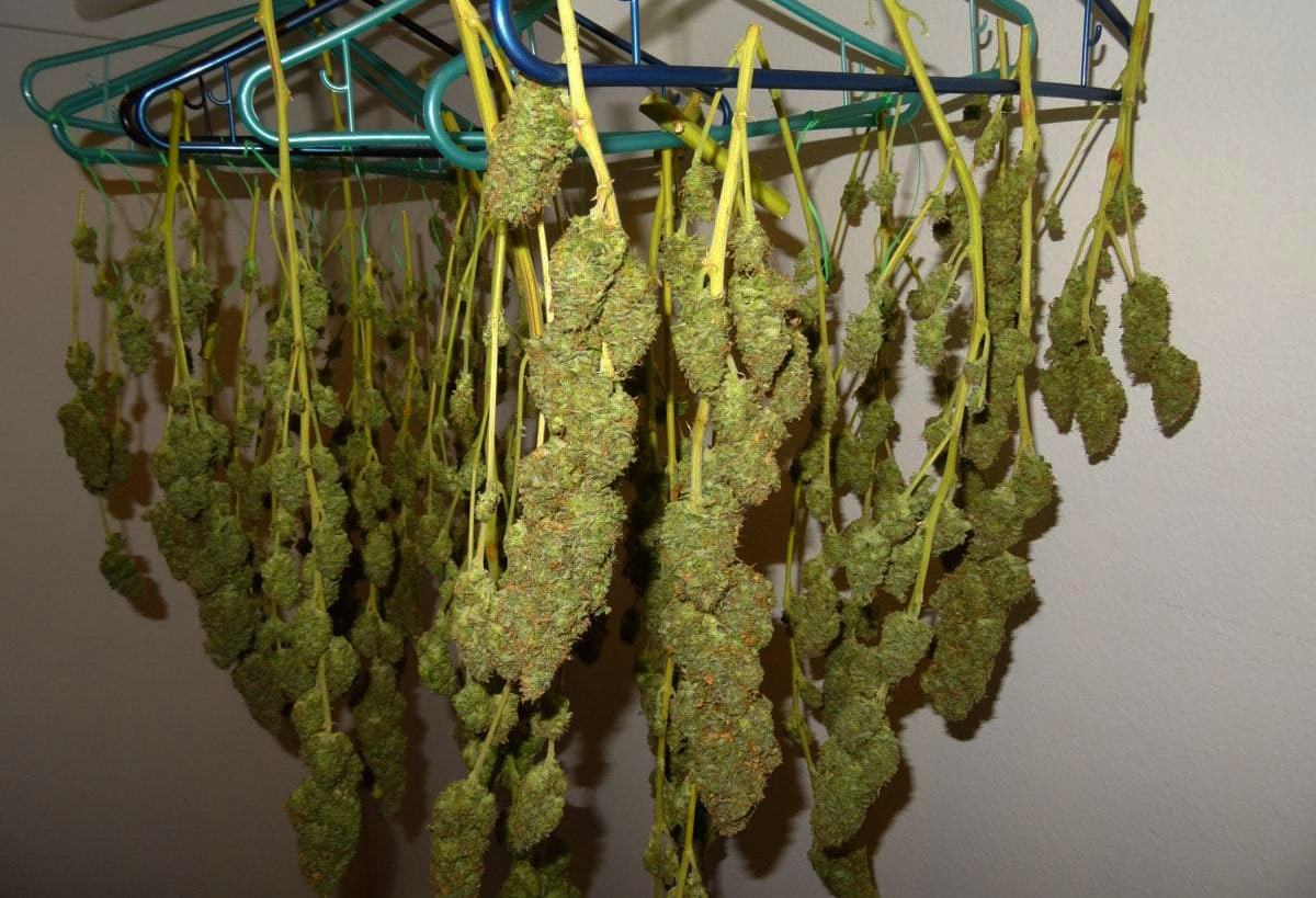 Dinafem's tweet photo. Comment réaliser le séchage ?
Une fois que vos plantes seront seront totalement manucurées (taille humide), attachez-les par la base de la tige principale, la tête vers le bas 👇
#dinagrowers #cannabis #bluecheeseauto
📸Blue Cheese Auto ➡️https://t.co/a7yTDsvqet https://t.co/mJyrElkGar