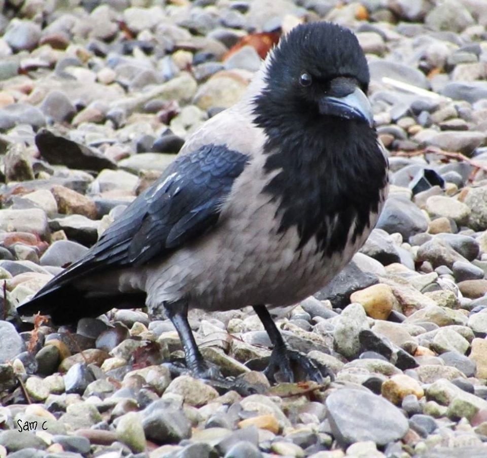 #hoodedcrow #hoodie #crow #corvid #teamcorvid #lovecorvids #birdsoftwitter #birdphotography #birds 🖤🥰🖤