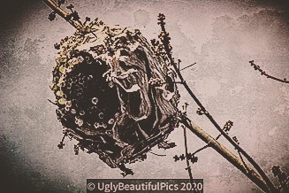 BeautifulUglies's tweet photo. #UglyBeautifulPics #beautifullyuglypics #nikonphotocontest #ho wiseetheworldaroundme #lifejourneypitstop #happenstance #lifeofasocialworker #nikonwilderness #nikonphotography #puremichigan #beautyiseverywhere #beautifulisuglyisbeautiful #3% #findingmywayonmyown #resilience #… https://t.co/v1WVVnSe89