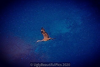 BeautifulUglies's tweet photo. #UglyBeautifulPics #beautifullyuglypics #nikonphotocontest #ho wiseetheworldaroundme #lifejourneypitstop #happenstance #lifeofasocialworker #nikonwilderness #nikonphotography #puremichigan #beautyiseverywhere #beautifulisuglyisbeautiful #3% #findingmywayonmyown #resilience #… https://t.co/PJw5HYheSL