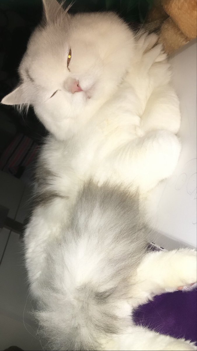 DabbourJihan's tweet photo. My baby boy❤️💋 #CatsOfTwitter #catslover #catlady #ceazer ❤️ https://t.co/X2jiNMXvkb