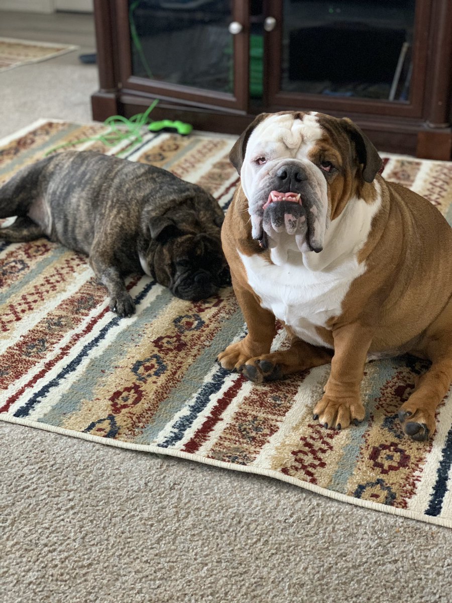 AKCHercules's tweet photo. I will help take good care of my big sister @BrindleDaisy. #prayforDaisy @PariniDaniele @Catsemail @daisymae31806 @Lil_Fen @nuggetsdrooling @TinyIsLove @RidleyHowell @elvisbulldoguk1 @ChihuahuaBaxter @McDougallMartha @abby_bulldog @mslr4ever @rexi_bae @BeatzieB #TongueOutTuesday https://t.co/t2zqXDFLrU