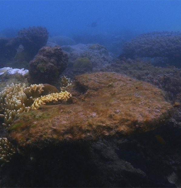 808sAndInnovate's tweet image. Great Barrier Reef (2016)

#SwitchChallenge #ClimateChange #ClimateCrisis