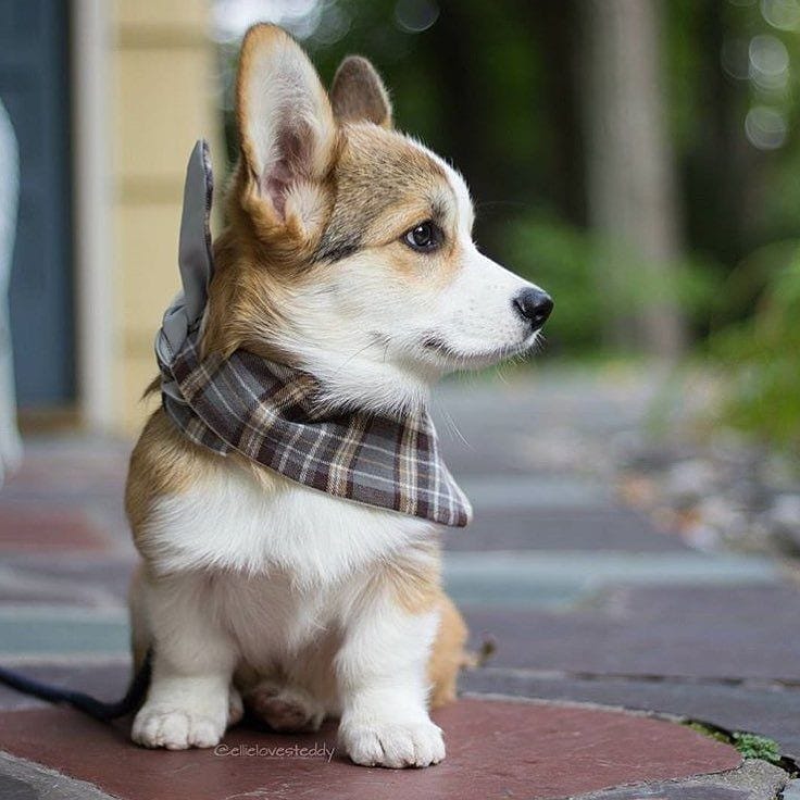 corgilovers3's tweet photo. Little corgyy🥺🥺🥺
#corgitherapy #dog #corgis #corgisofinstagram #corgination #corgicommunity #corgistagram AR-14 #BernieSurge #MAR10Day https://t.co/YXFVq10WB3