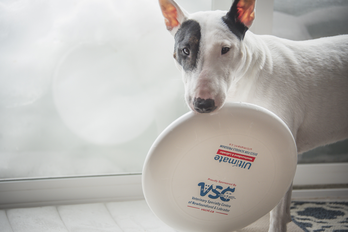 NL_ULTIMATE's tweet photo. We're excited to announce that Veterinary Specialty Centre of NL is returning as our corporate sponsor for 2020! VSC is providing support for Storm, youth provincial tournaments & #DiscsForSchools program. Details: https://t.co/jlYW4IELSZ #VetsofNL #VSCNL @sportnl #NLStorm https://t.co/M7WpyztEED