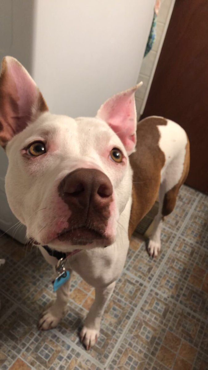 TheyCallMeCHONk's tweet photo. Hello!! I show u my snoot https://t.co/DjHyaVZRcy