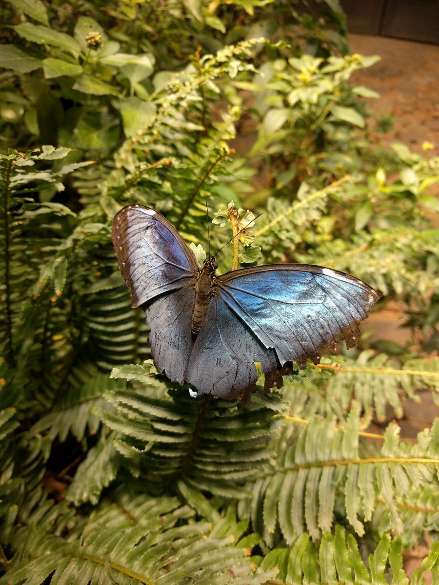 PaigeEtheridge1's tweet photo. Blue Morpho. Just like the ones in my book. Are these the same type of buttefly?
#amediting #amwriting #amflying #butterfly #bugs #bugslife #scifi #fantasy #amazon #tuesdayvibes #bluemorpho #comingsoon #piscesseason #bug #Jungle #butterflyroom https://t.co/1pwZlxLqLA