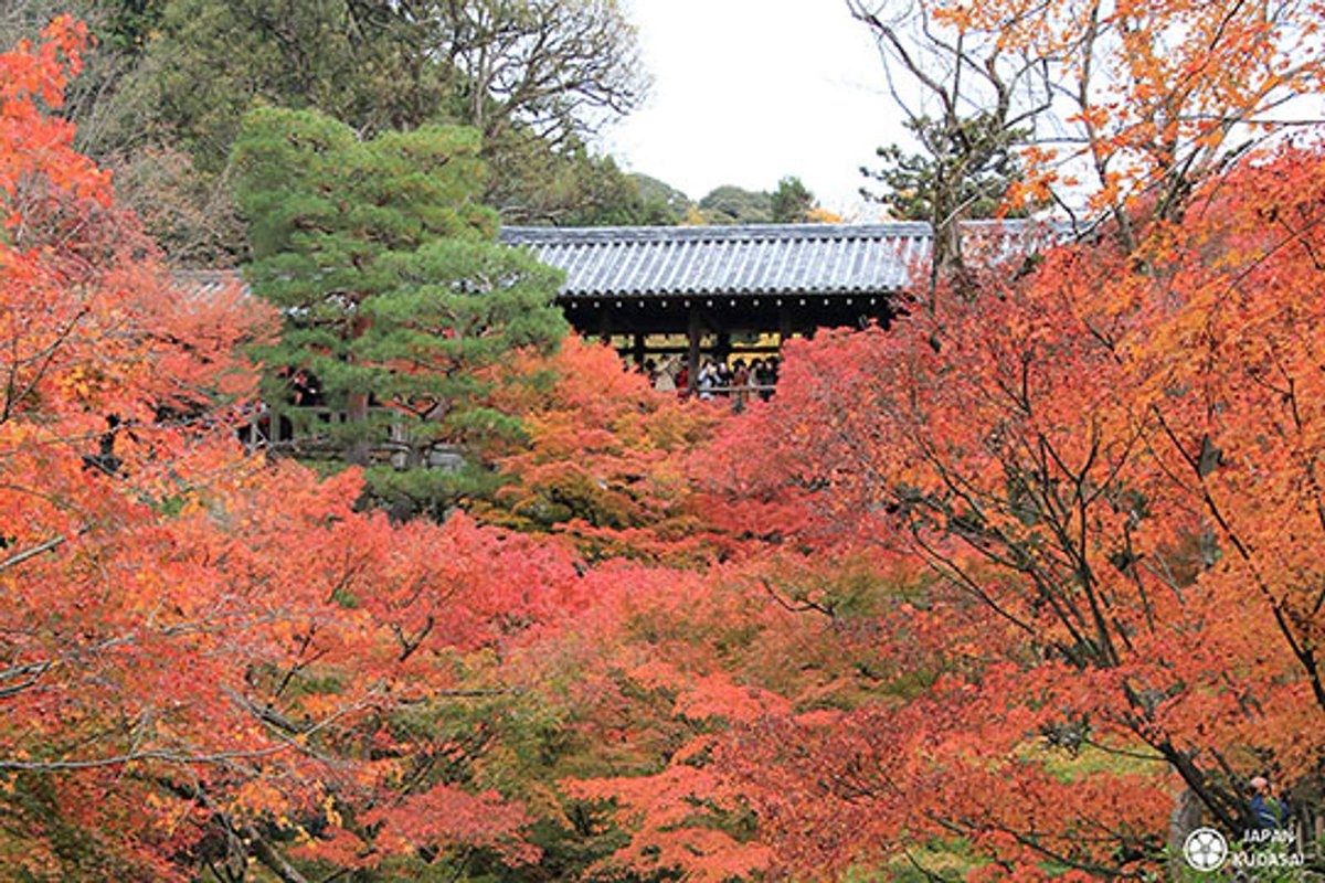 Temple Tofuku-ji, Kansai. Photo de <a href="/japankudasai/">漏</a>. Retrouvez ce lieu et ses articles sur jipangu.fr/map/temple-tof….