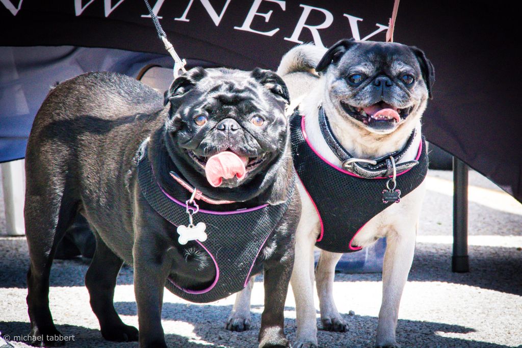 GrogansMill's tweet photo. Soggy Doggy Swim Day
Saturday, March 21, 2020, 10:00 AM - 11:30 AM at Creekwood Park
Bring your dog for a splash in the pond, doggie activities, and fetching game! Pre-registration required.

Cost: $10 Per Dog; $5 Each Additional Dog
Registration: https://t.co/ITzYRWcBEm https://t.co/6AVFO7JmWS