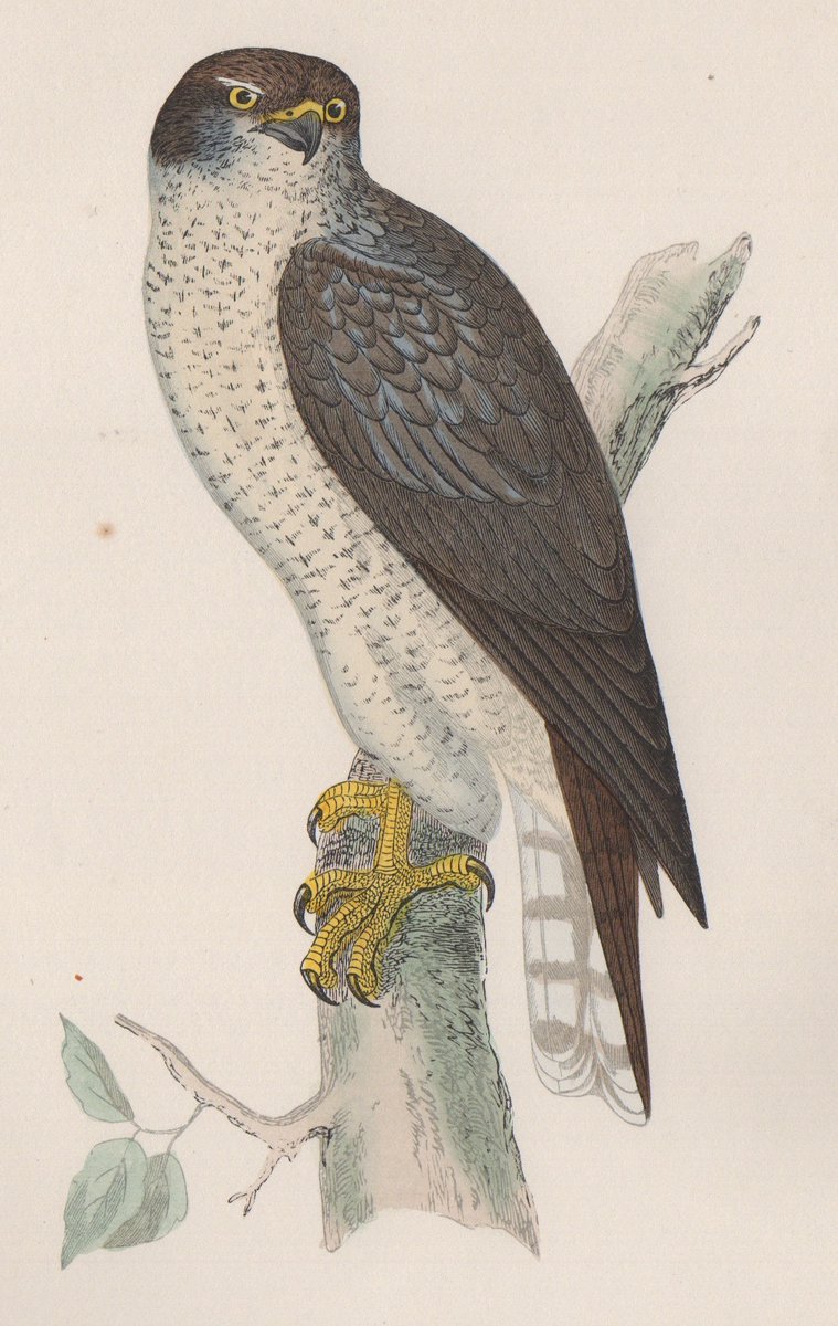 oldscotiaprints's tweet photo. With a good selection of UK &amp; foreign #bird types here's a few #birdsofprey genuine #antique #printsforsale to get your tallons into. Bonelli's #Eagle, Short-toed Eagle, African #Buzzard &amp; #Goshawk.
#Birding @RSPBScotland @wildscotland #birdsofpreyart #birds #birdwatching #hawks https://t.co/mFTPQMLmVe