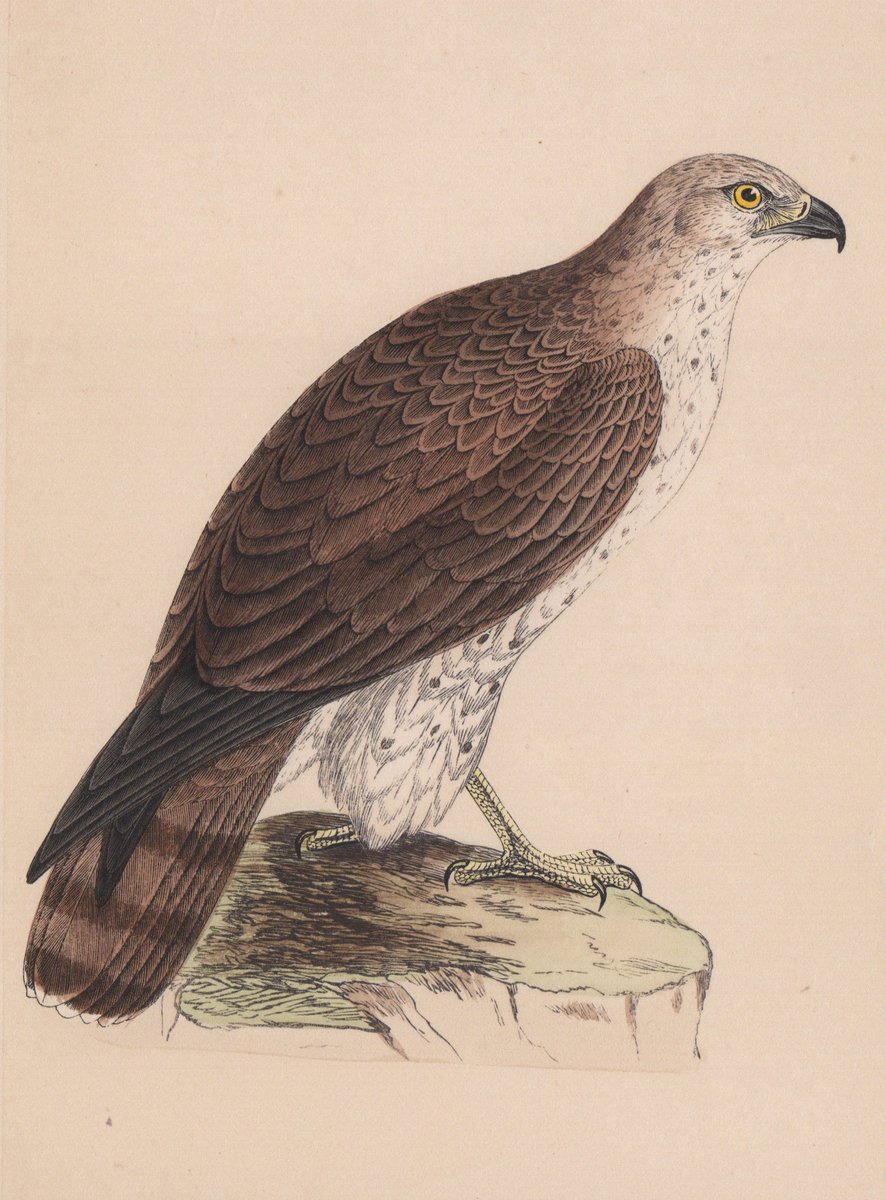 oldscotiaprints's tweet photo. With a good selection of UK &amp; foreign #bird types here's a few #birdsofprey genuine #antique #printsforsale to get your tallons into. Bonelli's #Eagle, Short-toed Eagle, African #Buzzard &amp; #Goshawk.
#Birding @RSPBScotland @wildscotland #birdsofpreyart #birds #birdwatching #hawks https://t.co/mFTPQMLmVe