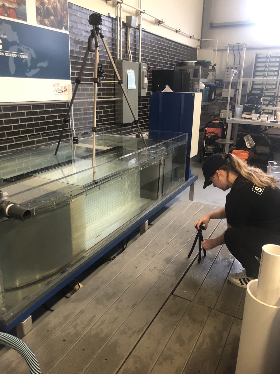 One of our Honours students examining the effects of #turbidity on shoaling behaviour in groups of #RedsideDace using the large 850L swim flume at ⁦<a href="/FRECUwindsor/">FREC</a>⁩ - she will present these results at #OBD2020