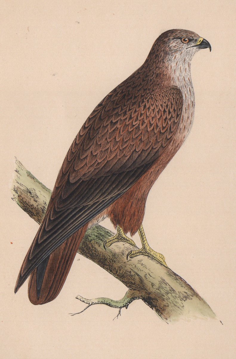 oldscotiaprints's tweet photo. With a good selection of UK &amp; foreign #bird types here's a few #birdsofprey genuine #antique #printsforsale to get your tallons into. Bonelli's #Eagle, Short-toed Eagle, African #Buzzard &amp; #Goshawk.
#Birding @RSPBScotland @wildscotland #birdsofpreyart #birds #birdwatching #hawks https://t.co/mFTPQMLmVe