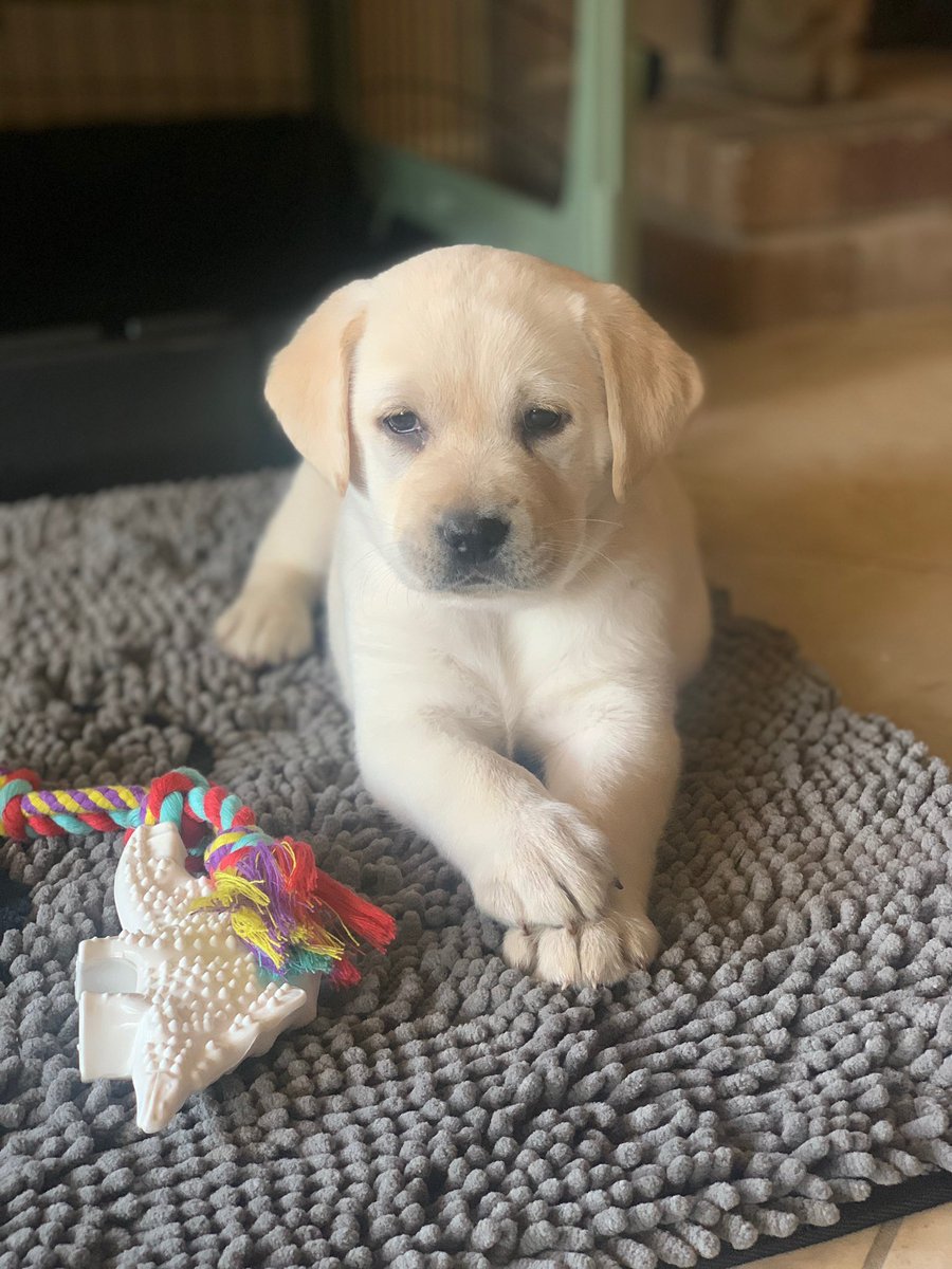 Margarita might have a career as a model! #thatpose #autismservicedog #gooddogmargarita #gooddogautism