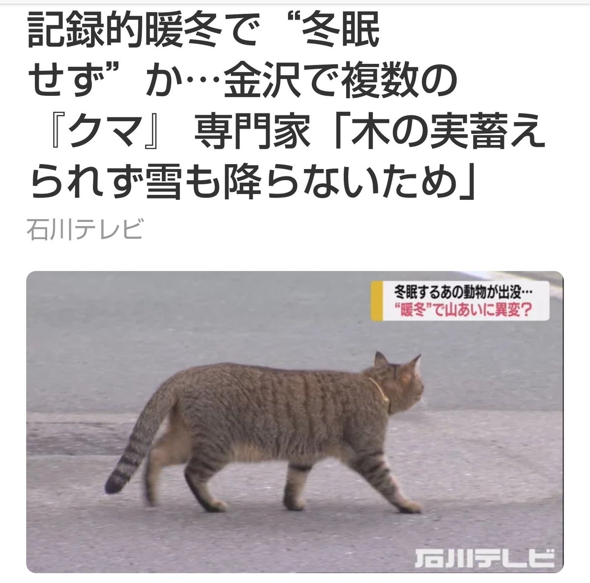 ニュースに映り込んだ 何かを察した白いネコ が絶妙な映り込み具合でかわいすぎる うっかり映っちゃったスタッフ感ある Togetter ニュースに映り込んだ 何かを察した白いネコ が絶妙な映り込み具合でかわいすぎる うっかり映っちゃったスタッフ感ある Togetter