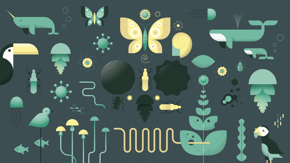 tamarstelling's tweet photo. What state is ‘nature’ really in and how to discuss it? 🍄 My piece on species count, biomass, shifting baseline syndrome, @IPBES estimates and more, with many pretty infographics! @WeizmannScience @BristolBioSci @SeaAroundUs @museumnaturalis #biodiversity https://t.co/cbW4wp3v2S https://t.co/oiNKSUz20C