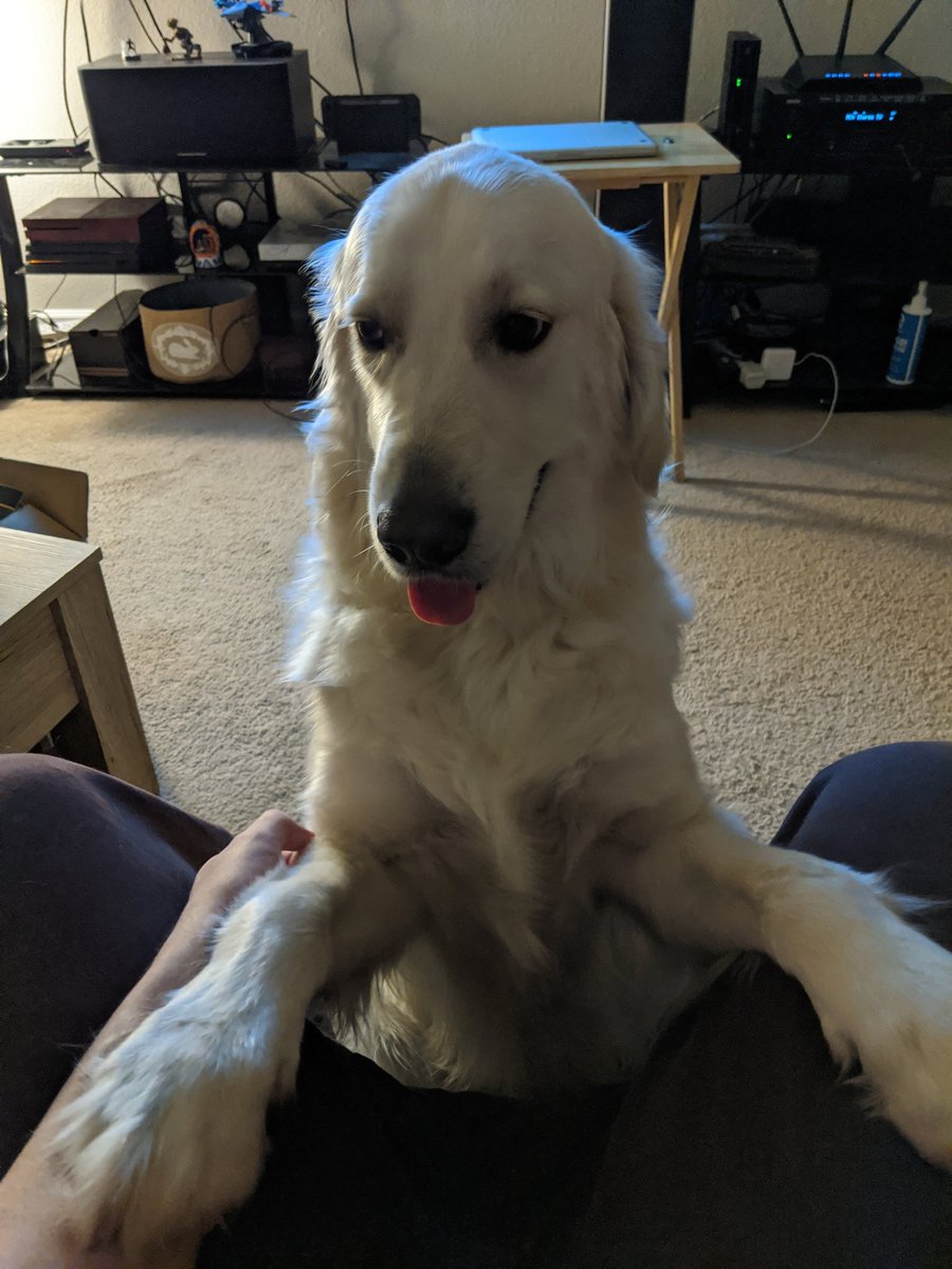 DJVash40's tweet image. I have to make sure I pet him and scratch his chest every night. #spoileddoggo