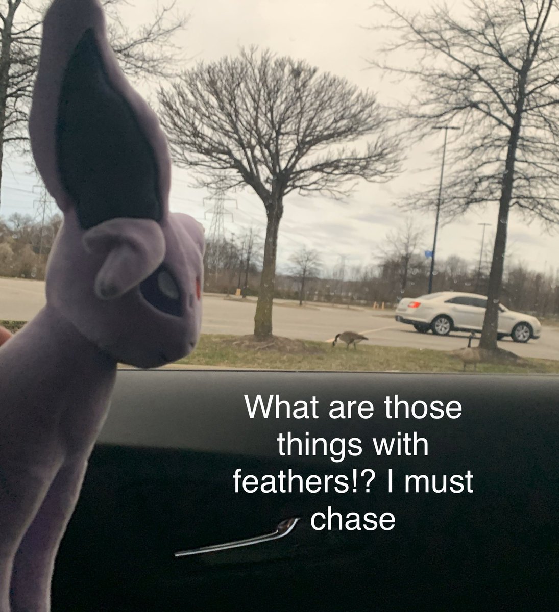 PokemonPlushie's tweet photo. What are those things? I must chase them! #espeon @pokemon @pokemoncardtcg #pokemon #pokémon #pokemongo #pokemonswordshield #pokèmon #pokemonmemes #pokemonartwork #pokemonx https://t.co/nRaDnJNhTA