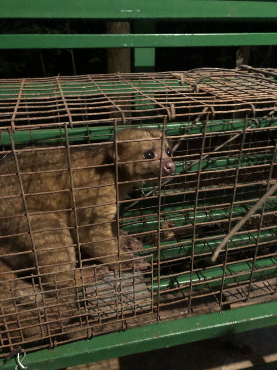 formanrainfrst's tweet photo. We caught this mammal in a java hart trap last night- canopy dweller Potos flavus!! https://t.co/ms3LWFIlNb