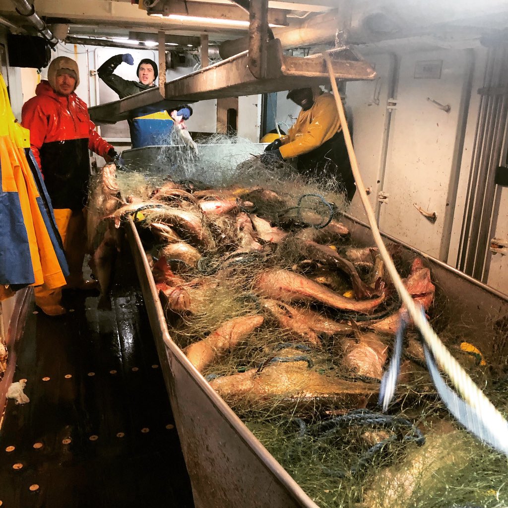 NewlynFishing's tweet photo. Harvested in the #Seafood rich #WesternApproaches ‘Stelissa’ @Ryan_Davey1986 lands Quality (Cod Like) #CornishPollack For Eager Buyers at #NewlynMkt WedAuction! Within Hrs at Your #LocalFishmonger / Restaurant ( Becoming yet Another #FreshCornish Favourite) #EatMoreFish https://t.co/mnuR1eEJmD