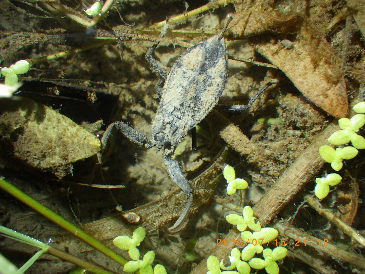 #兵庫の生き物

ヒメタイコウチ

かっこいい水生昆虫。湿地に生息する飛べない虫。兵庫レッドではAランクに選定されているが、環境さえあれば案外いるらしい。
私はまだ技術経験が浅いので自力発見は1度しかない…