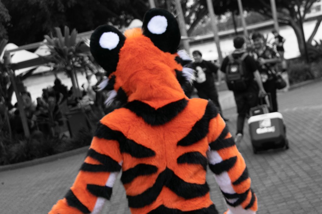 StripyRand's tweet image. Come join me on my furry escapade~
✂️: @TMCfursuits
📸: @InvertedBolt