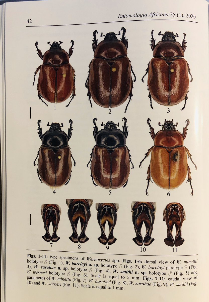 NHM Coleoptera tweet media
