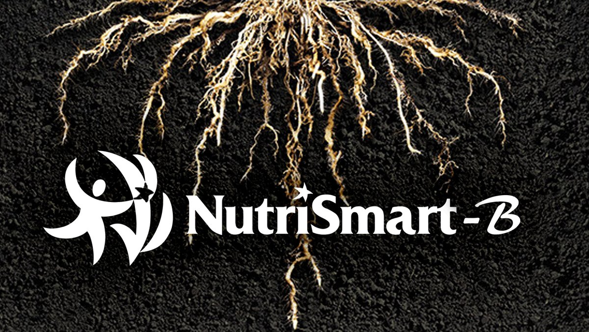 PerformFertAG's tweet image. Root tips absorb entire microbial cells and extract needed nutrients boosting plant health and overall yield. #NutriSmart helps develop thick root mass while supporting soil microbial populations. #PerformanceTechnology #GrowSustainably
bit.ly/2Gs9G1U