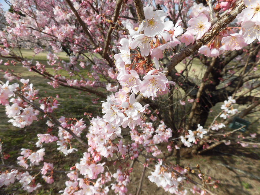 Linkatest على تويتر 相模原公園でハルメキ桜が見頃でした この品種は神奈川県南足柄市にあるものです 花 桜 ハルメキ 公園 相模原公園 3月7日撮影 場所 T Co Xkhlvsk8rz