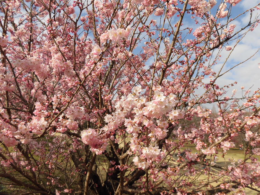 Linkatest على تويتر 相模原公園でハルメキ桜が見頃でした この品種は神奈川県南足柄市にあるものです 花 桜 ハルメキ 公園 相模原公園 3月7日撮影 場所 T Co Xkhlvsk8rz